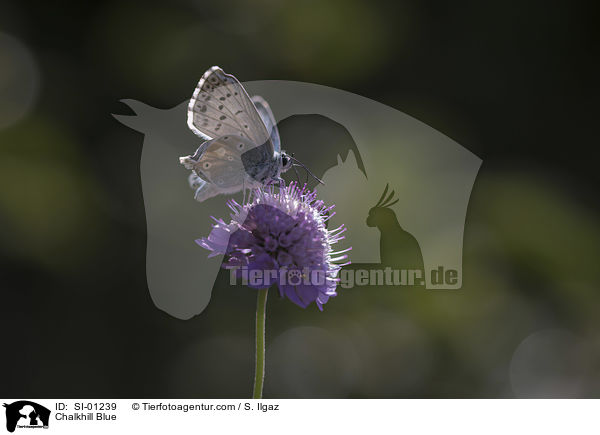 Chalkhill Blue / SI-01239