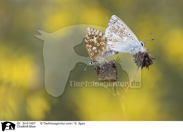 Silbergrner Bluling / Chalkhill Blue / SI-01487