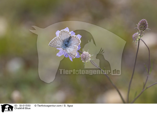 Silbergrner Bluling / Chalkhill Blue / SI-01550
