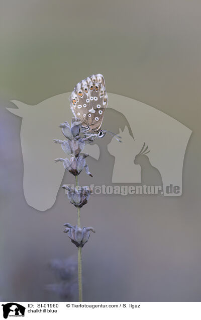 Silbergrner Bluling / chalkhill blue / SI-01960