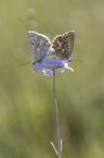 Chalkhill Blue