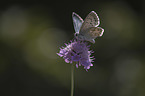 Chalkhill Blue