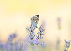 chalkhill blue