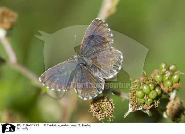 butterfly / THA-03293