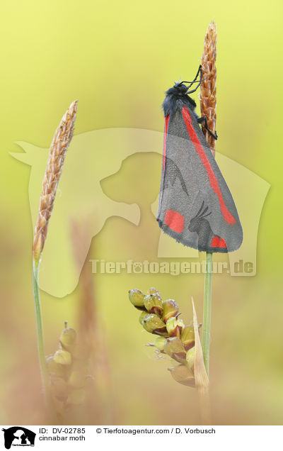 Jakobskrautbr / cinnabar moth / DV-02785