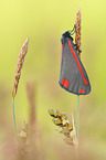 cinnabar moth