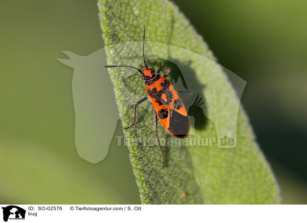 Zimtwanze / bug / SO-02576
