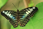 Clipper Butterfly
