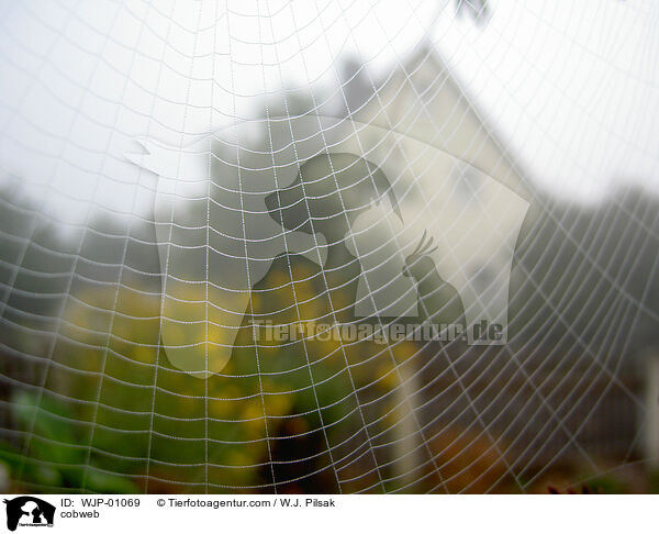 cobweb / WJP-01069