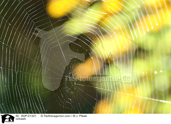 cobweb / WJP-01321