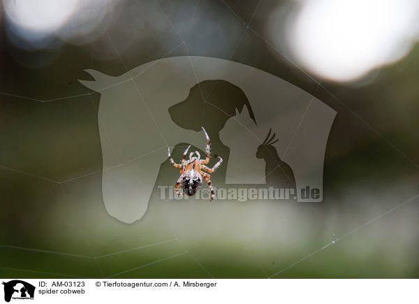 Spinnennetz / spider cobweb / AM-03123