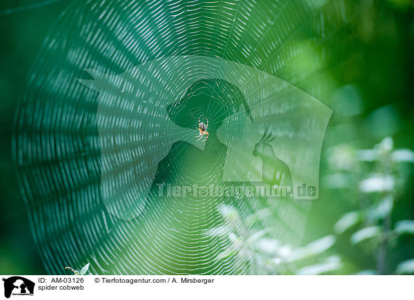 Spinnennetz / spider cobweb / AM-03126