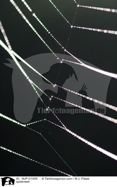 Spinnennetz / spiderweb / WJP-01409