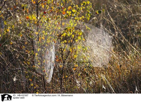 Spinnennetz / spider web / HB-02397