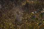 spider web