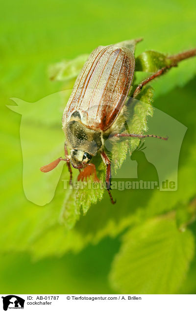 Maikfer / cockchafer / AB-01787