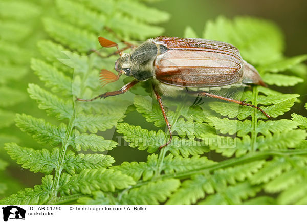 Maikfer / cockchafer / AB-01790