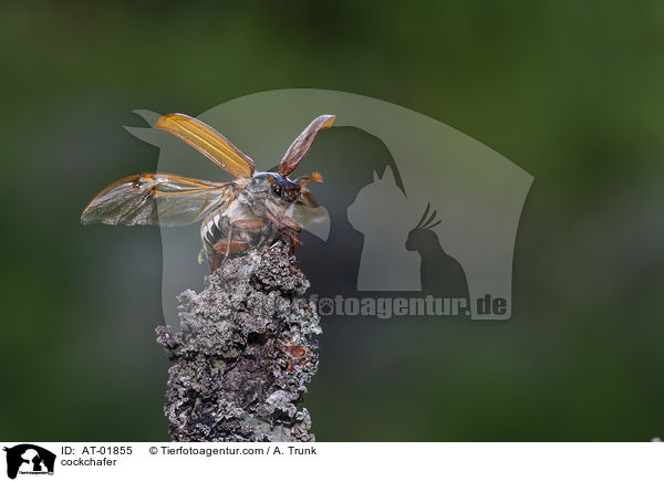 Maikfer / cockchafer / AT-01855