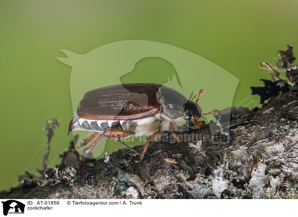 Maikfer / cockchafer / AT-01856