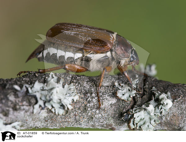 Maikfer / cockchafer / AT-01859