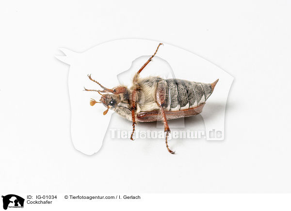 Maikfer / Cockchafer / IG-01034