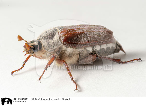 Maikfer / Cockchafer / IG-01041