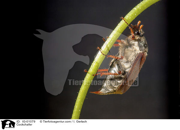 Maikfer / Cockchafer / IG-01079