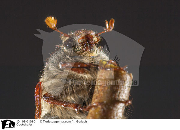 Cockchafer / IG-01080