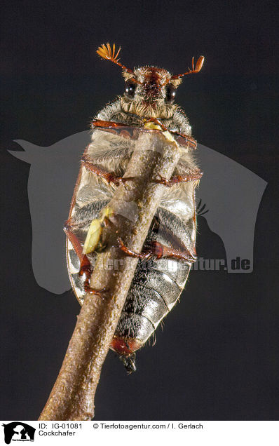 Maikfer / Cockchafer / IG-01081