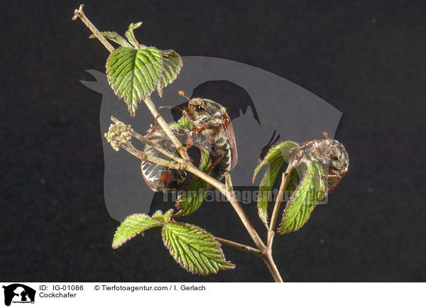 Maikfer / Cockchafer / IG-01086