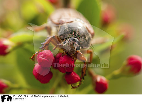 Maikfer / Cockchafer / IG-01093