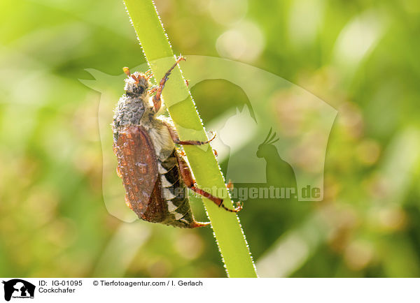 Maikfer / Cockchafer / IG-01095