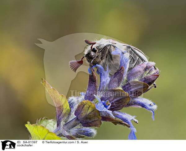 Maikfer / cockchafer / SA-01397