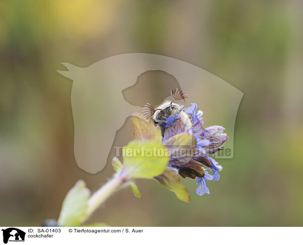 Maikfer / cockchafer / SA-01403