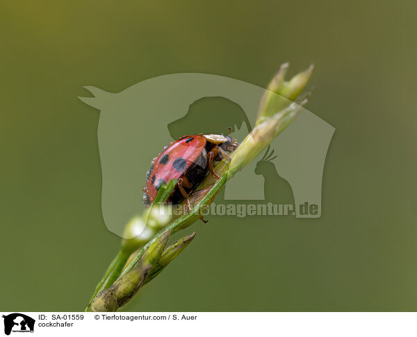 Maikfer / cockchafer / SA-01559