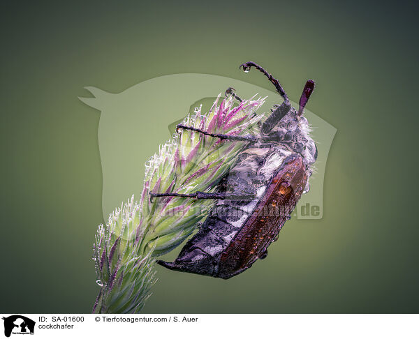 Maikfer / cockchafer / SA-01600