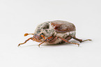 Cockchafer