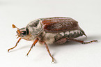 Cockchafer