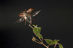 Cockchafer