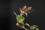 Cockchafer