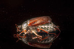 Cockchafer