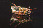 Cockchafer