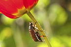 Cockchafer