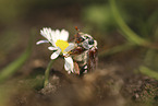 Cockchafer