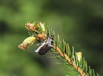 Cockchafer