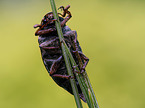 cockchafer