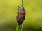 cockchafer