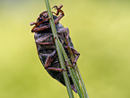cockchafer