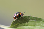 Colorado beetle