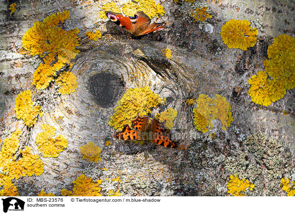 C-Falter / southern comma / MBS-23576